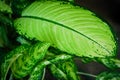 Aglaonema sp. Ã¢â¬ËNgoentembanÃ¢â¬â¢ green and white leaves sacred tree, decorative House plant